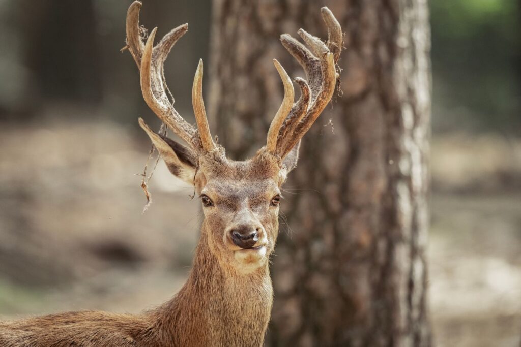 Wild animal moving through a wooded natural habitat